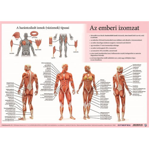 Stiefel Könyökalátét kétoldalas A3 Az emberi vázizomzat / érzékszervek